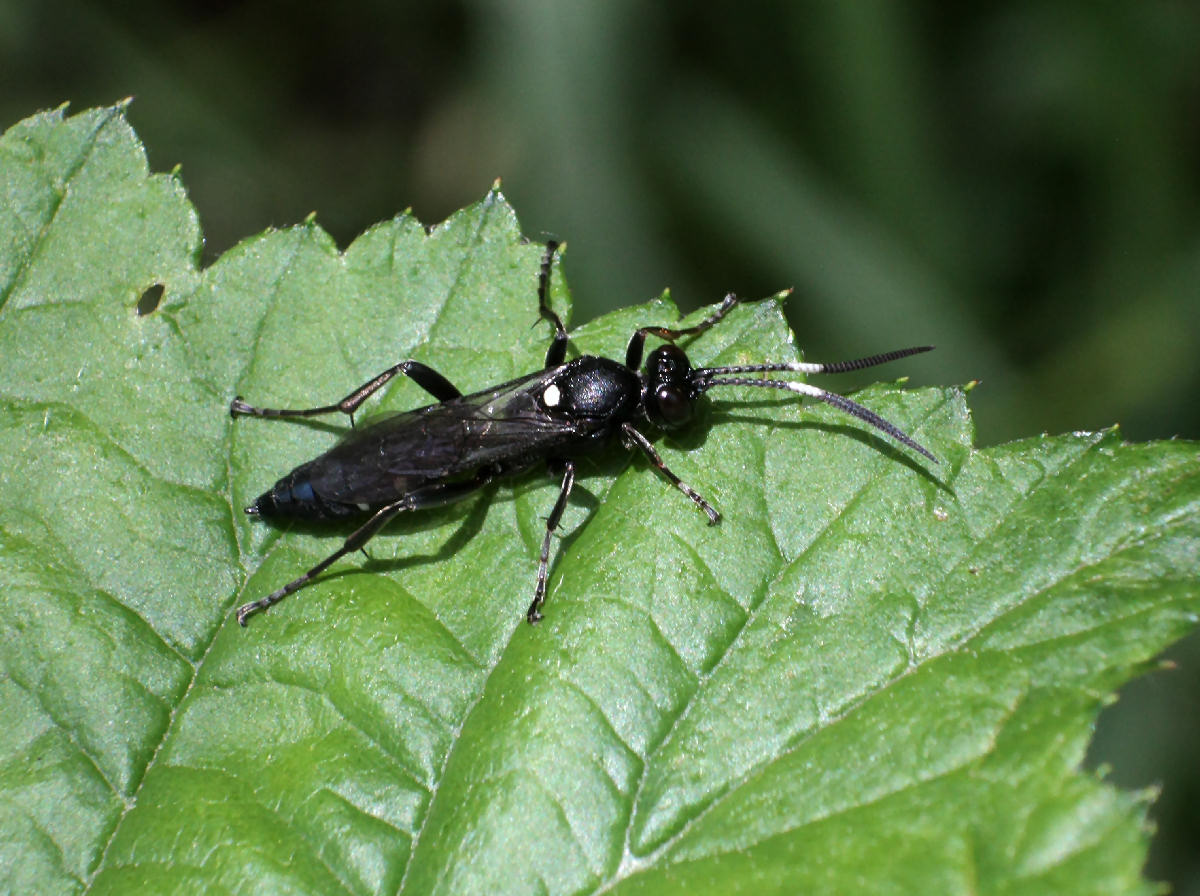 dittero macchia bianca, no imenottero - Ichneumonidae